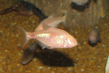 A blind cave fish has no eyes and may help researchers with Homocystinuria